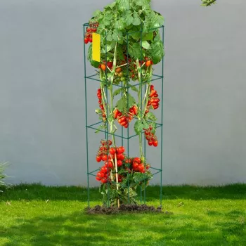 Heavy-Duty Tomato Cages for Climbers: Setup & Tips